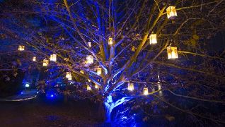 Blenheim Palace Christmas Light Trail Blenheim Palace Christmas Light Trail