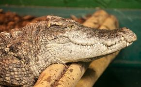 Crocodiles of the World Crocodiles of the World