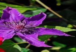 Hampton Court Flower Show - 2019 Hampton Court Flower Show - 2019
