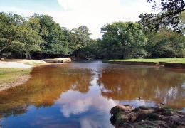Autumn Colours in the New Forest Autumn Colours in the New Forest