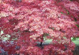 Autumn Colours at Westonbirt Arboretum Autumn Colours at Westonbirt Arboretum