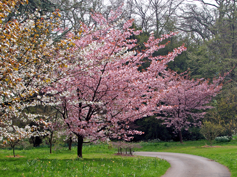 Batsford Arboretum & Garden Centre