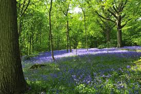 Bluebells at Hole Park