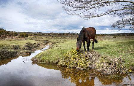 New Forest Scenic Drive 