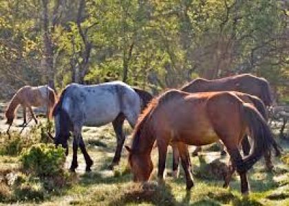 New Forest Scenic Drive