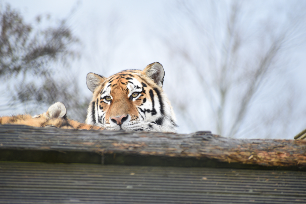 Colchester Zoo